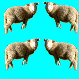 couverture jeu vidéo iSheep