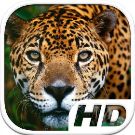 couverture jeux-video Jaguar Simulator HD Animal Life