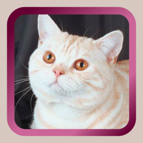 couverture jeu vidéo Kitty Cat Mah Jongg Solitaire