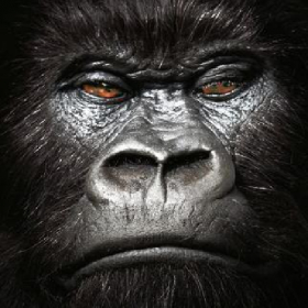 couverture jeu vidéo Kong