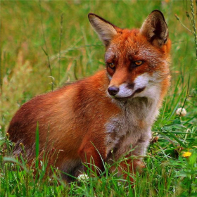 couverture jeu vidéo Le renard et les chiens