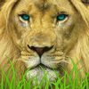 couverture jeu vidéo Lion Simulator 2016