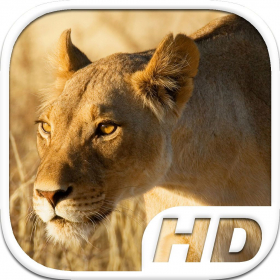 couverture jeux-video Lioness Simulator HD Animal Life