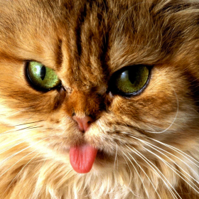 couverture jeu vidéo Love Cat 色猫