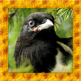 couverture jeu vidéo Magpie Bird Simulator