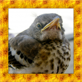 couverture jeu vidéo Mocking Bird Simulator