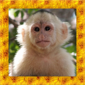 couverture jeu vidéo Monkey Simulator 3D