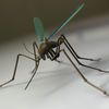 couverture jeu vidéo Mosquito Mash