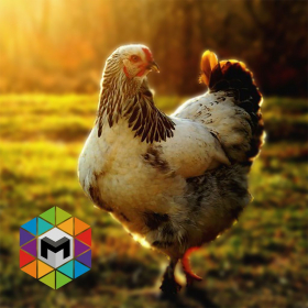 couverture jeu vidéo My Chicken Simulator