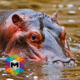 couverture jeu vidéo My Hippo Simulator