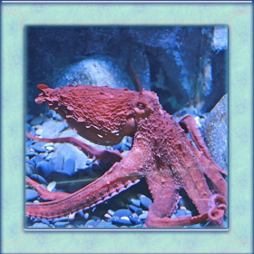 couverture jeu vidéo Octopus Simulator 3D