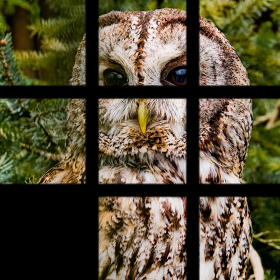 couverture jeu vidéo PicFuz Pro: Picture Puzzle Game