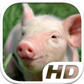 couverture jeux-video Pig Simulator HD Animal Life