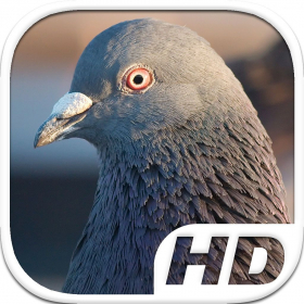 couverture jeu vidéo Pigeon Bird Simulator HD Animal Life