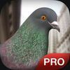couverture jeu vidéo Pigeon Simulator Pro