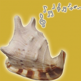 couverture jeu vidéo Pocket SeaShell