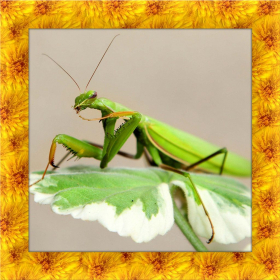 couverture jeu vidéo Praying Mantis Simulator