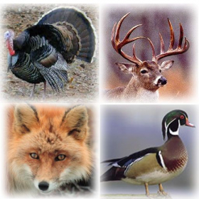 couverture jeu vidéo Pro Animal Calls