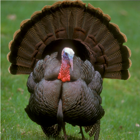 couverture jeu vidéo Pro Turkey Calls