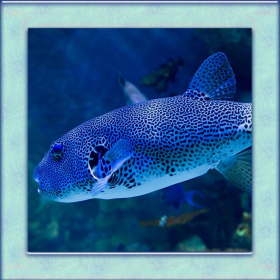 couverture jeu vidéo Puffer Fish Simulator 3D
