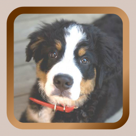 couverture jeu vidéo Puppy Dog Mah Jongg Solitaire