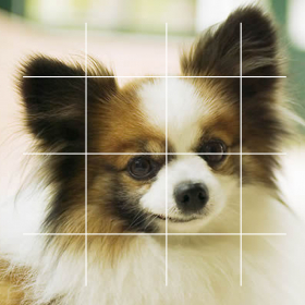 couverture jeu vidéo puzzles+ Dog