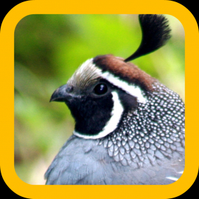 couverture jeu vidéo Quail Hunting