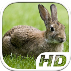 couverture jeu vidéo Rabbit Simulator HD Animal Life