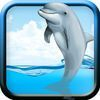 couverture jeu vidéo Racing Dolphin Show