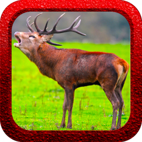 couverture jeu vidéo Red Deer Hunting Shooter