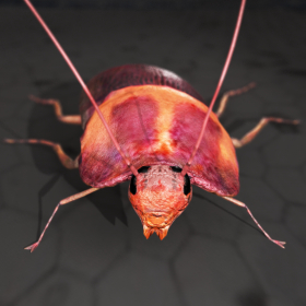 couverture jeu vidéo Roach Rage HD