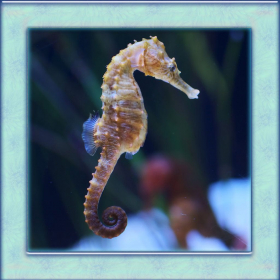 couverture jeu vidéo Sea Horse Simulator 3D