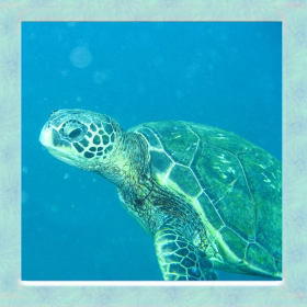 couverture jeu vidéo Sea Turtle Simulator 3D