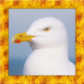 couverture jeu vidéo Seagull Bird Simulator