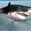 couverture jeu vidéo Shark Simulator 3D 2016 - Ocean animals