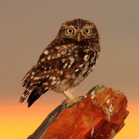 couverture jeu vidéo Slide Puzzle Animals