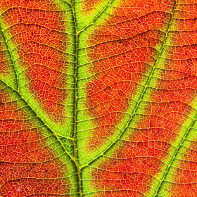 couverture jeu vidéo Slide Puzzle Nature