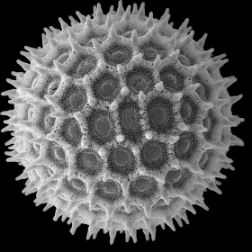 couverture jeu vidéo Smold