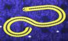 couverture jeu vidéo Snaking Snake TV