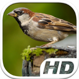 couverture jeux-video Sparrow Bird Simulator HD Animal Life