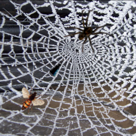 couverture jeu vidéo Spider's Web
