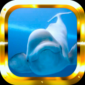 couverture jeu vidéo Splashy Flappy Whale