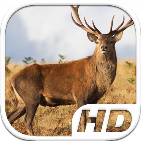 couverture jeu vidéo Stag Deer Simulator HD Animal Life