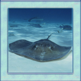 couverture jeu vidéo Stingray Simulator 3D