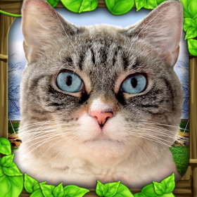 couverture jeu vidéo Stray Cat Simulator