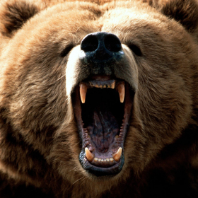 couverture jeu vidéo Strong Bear