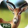 couverture jeu vidéo Survive in Jungle Pro
