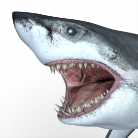 couverture jeu vidéo Talking Great White : My Pet Shark PRO