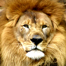 couverture jeu vidéo Talking Lion King