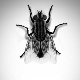 couverture jeu vidéo The Fly - Monster Bug